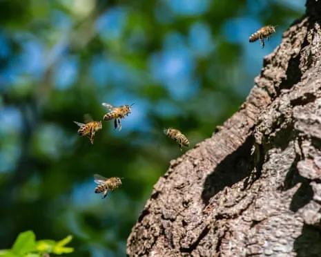 Why Protecting Honeybees Could Negatively Affect Wild Bee Species